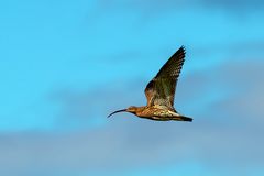 Großer Brachvogel