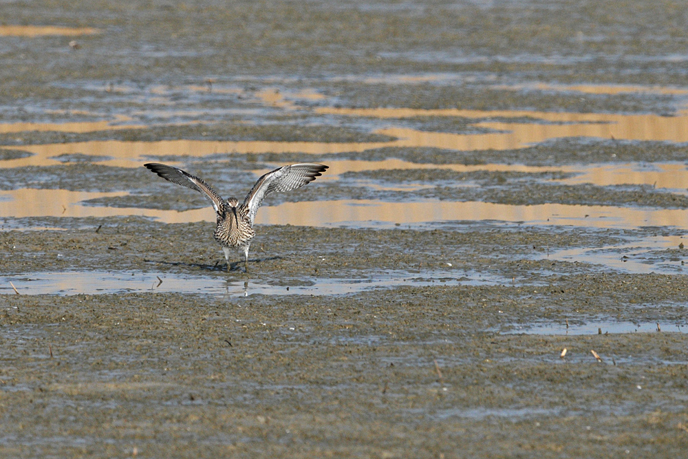 Großer Brachvogel – Balanceakt