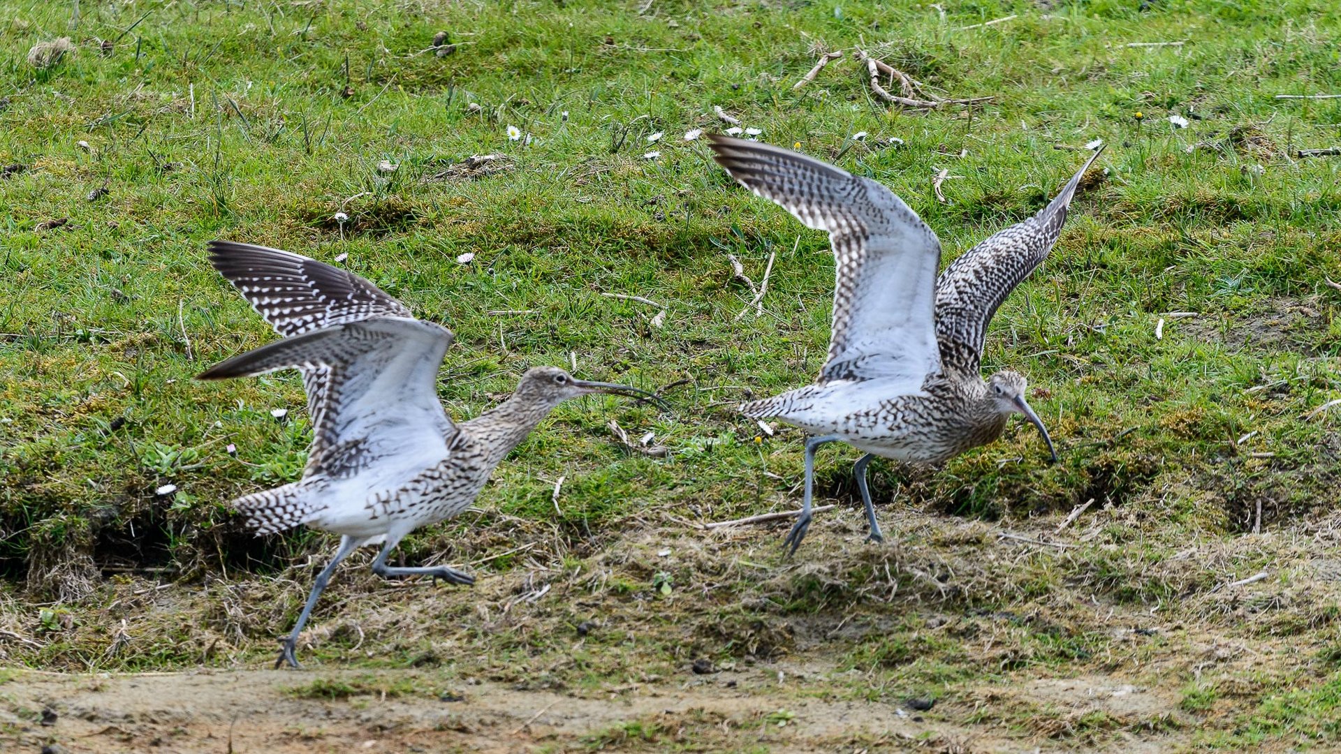 Großer Brachvogel