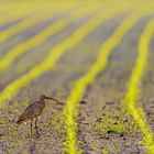 Großer Brachvogel bei Sonnenaufgang.