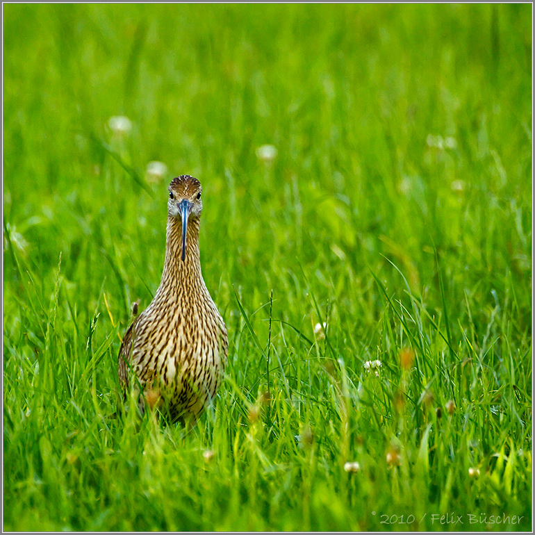 Großer Brachvogel beobachtet Fotografen...!