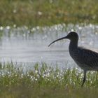 Großer Brachvogel.