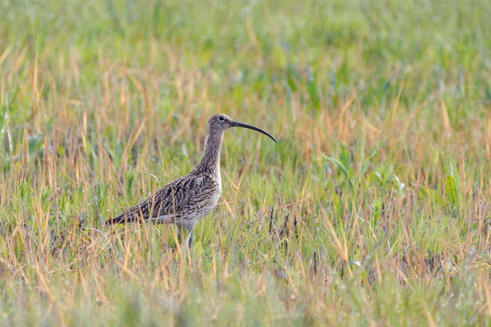 großer Brachvogel