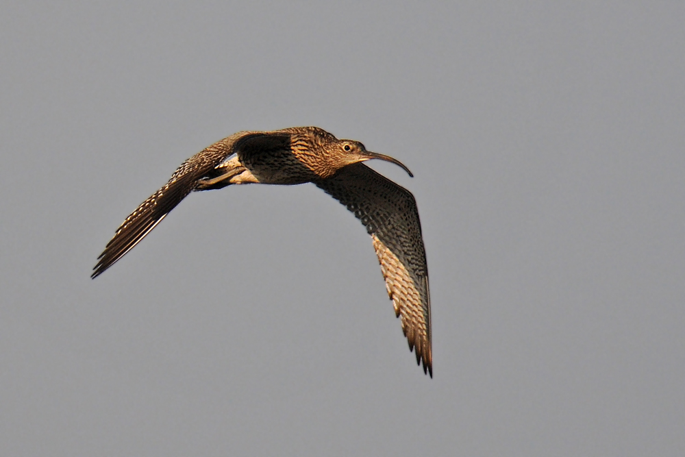 Großer Brachvogel