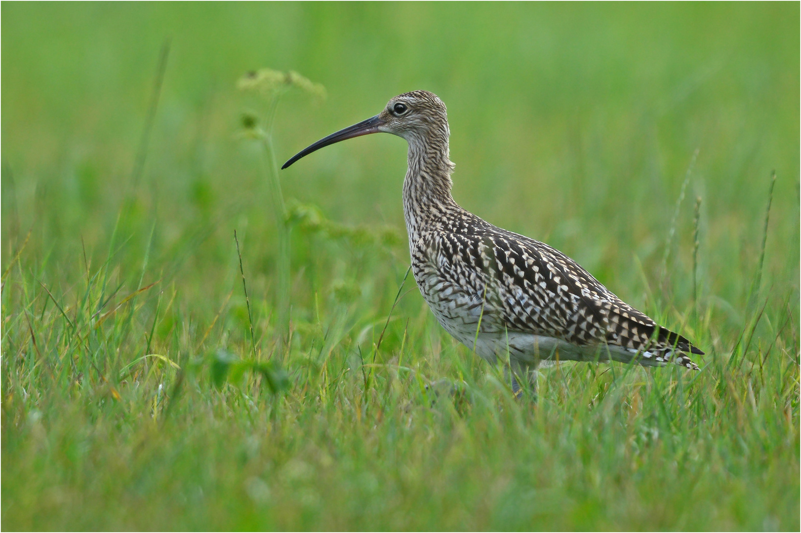 Großer Brachvogel