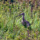 Grosser Brachvogel