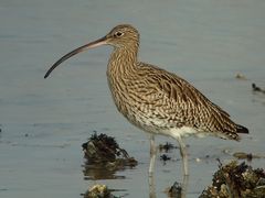 Grosser Brachvogel