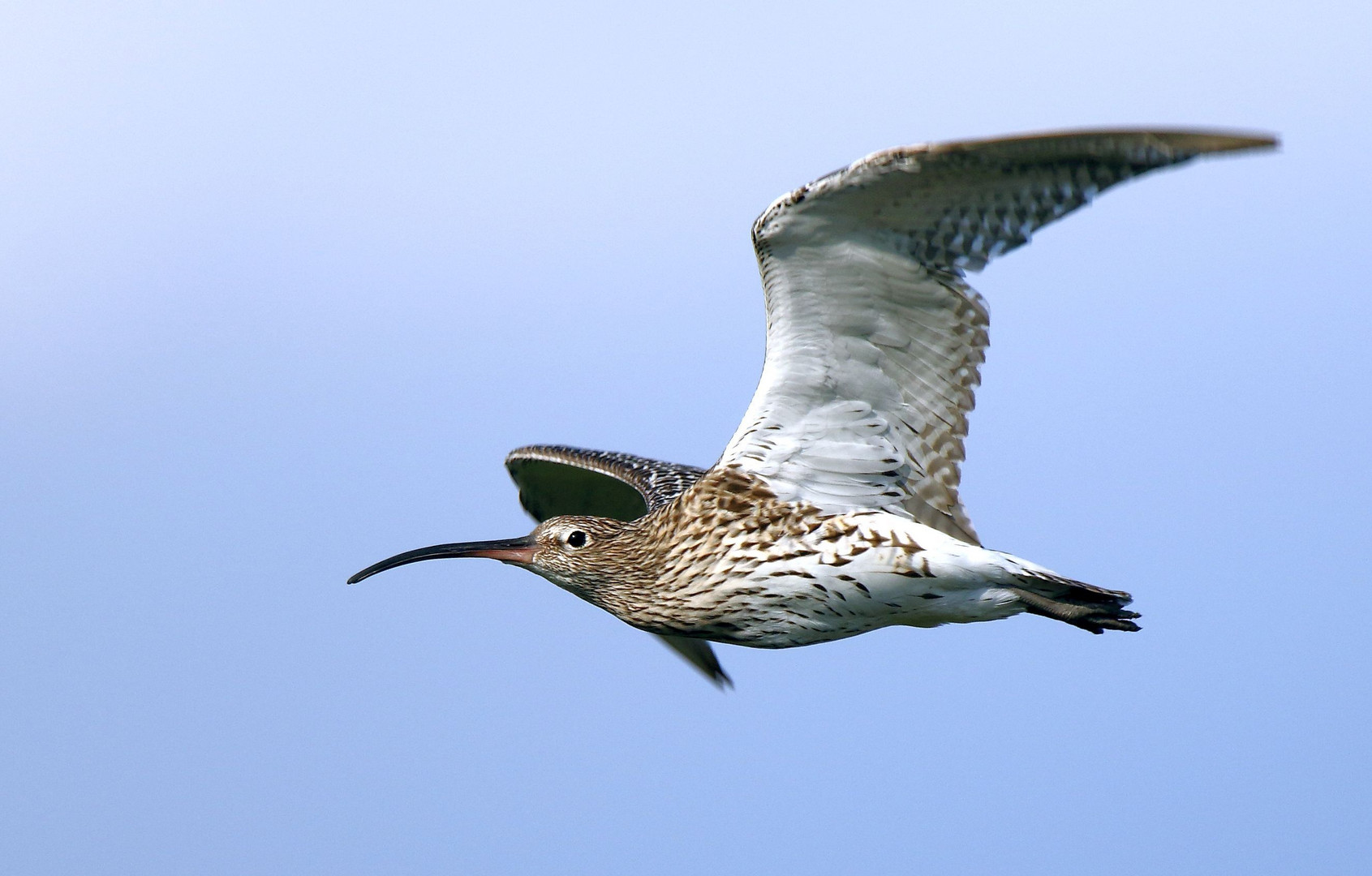 "Großer Brachvogel"