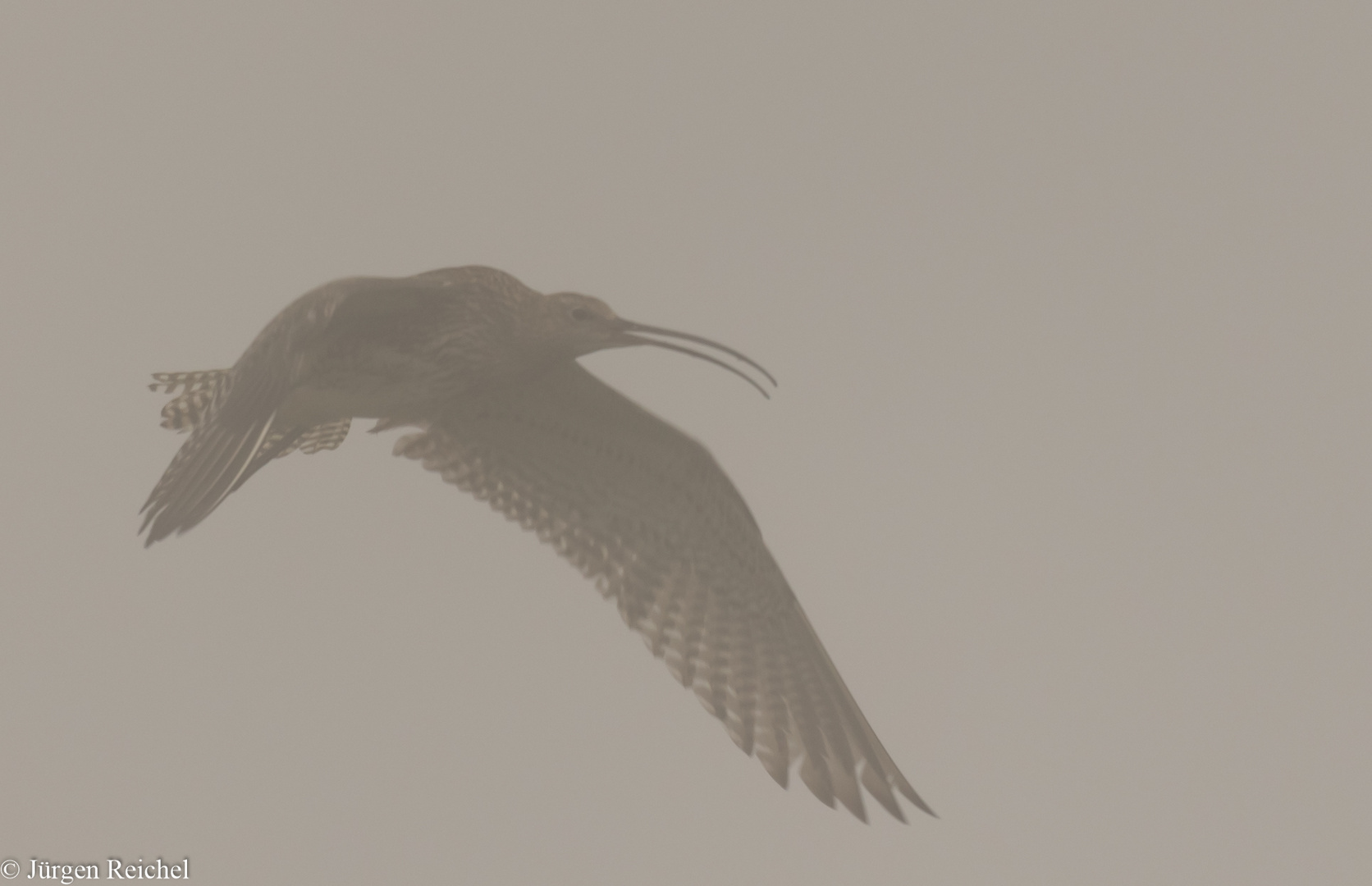 Großer Brachvogel 