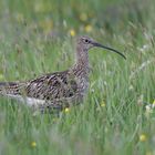 Großer Brachvogel