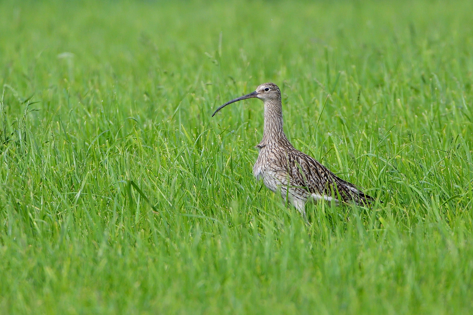 Großer Brachvogel