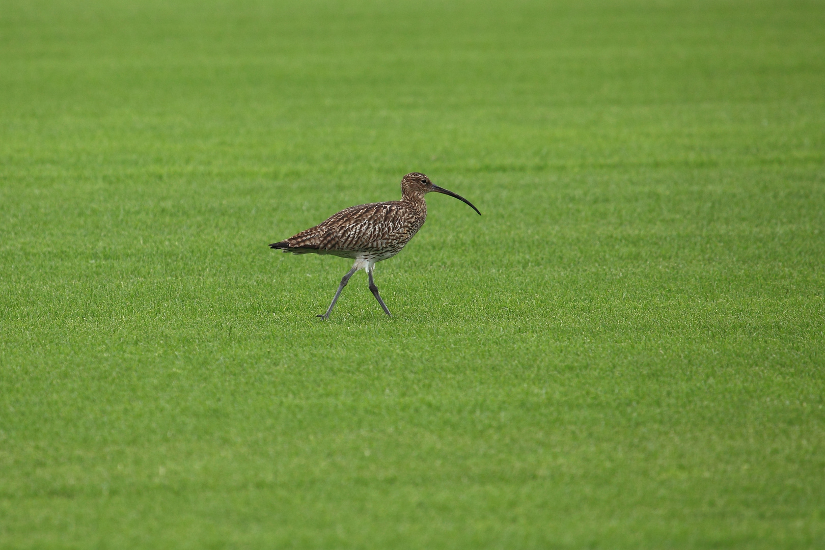 Großer Brachvogel