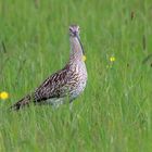 Großer Brachvogel