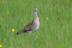 Großer Brachvogel