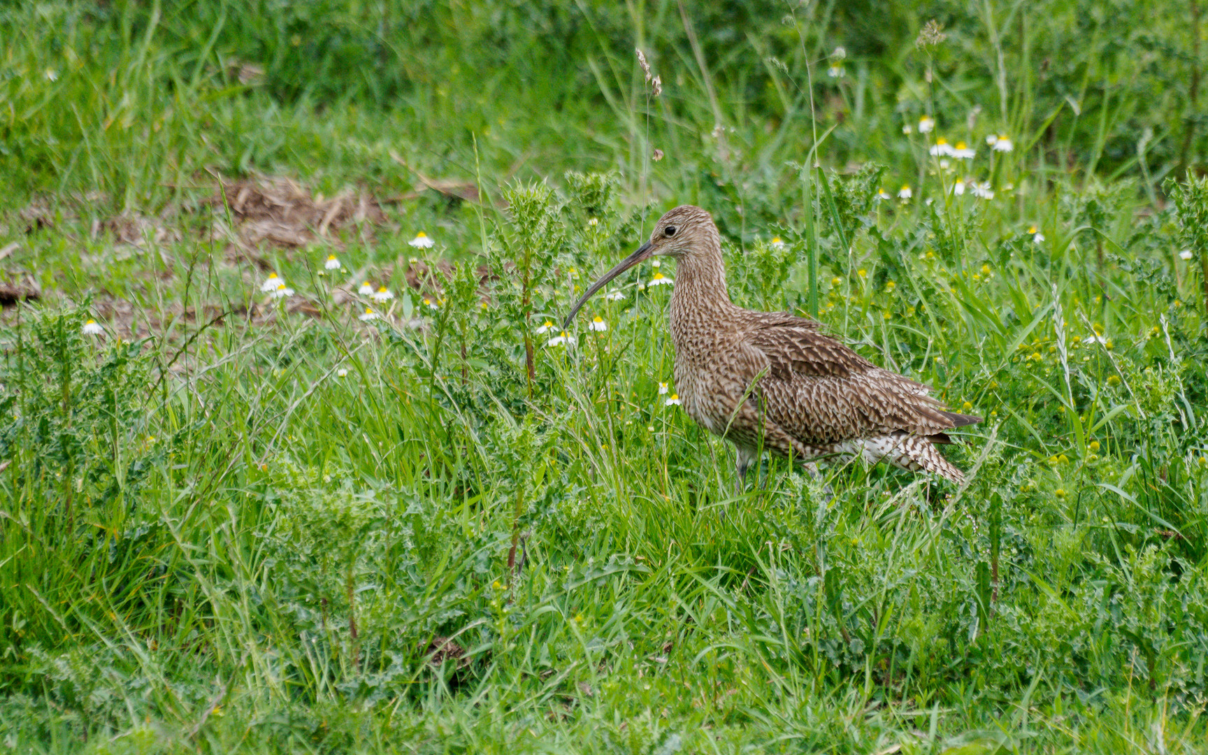 Großer Brachvogel