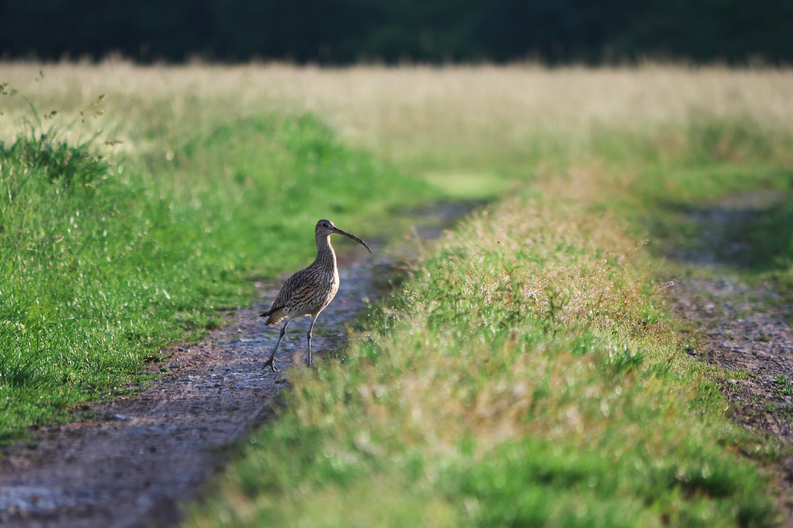 Großer Brachvogel