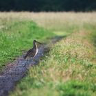 Großer Brachvogel