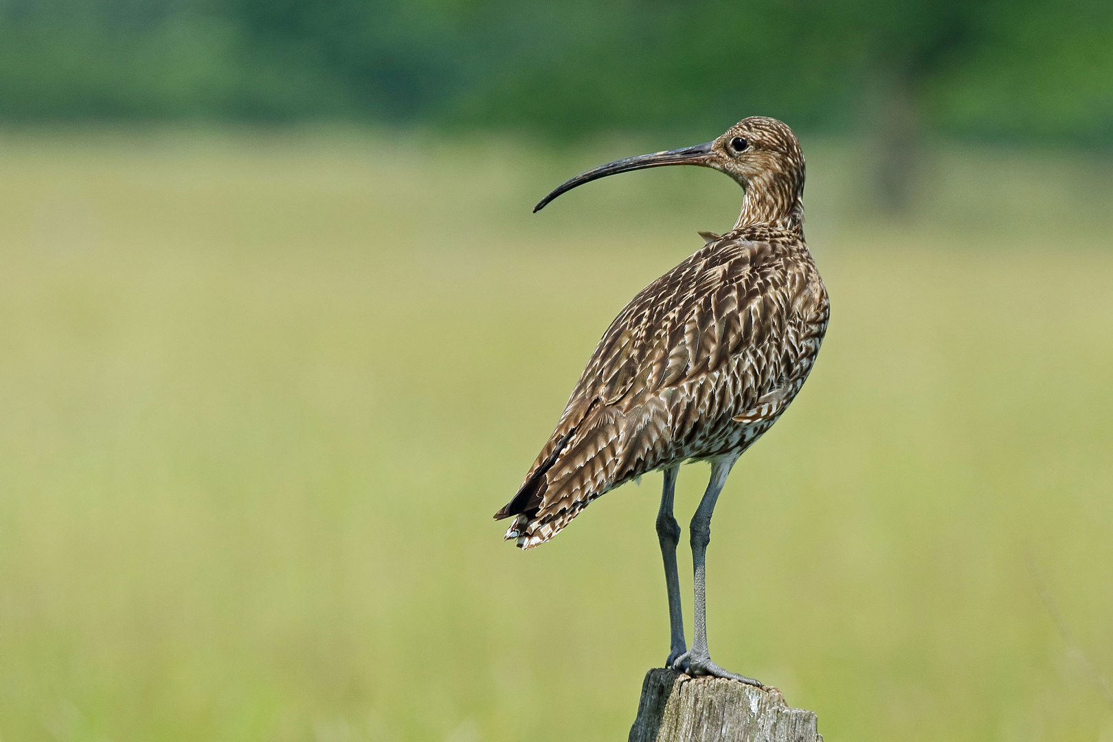 Großer Brachvogel - Der Beobachter