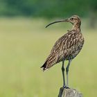 Großer Brachvogel - Der Beobachter