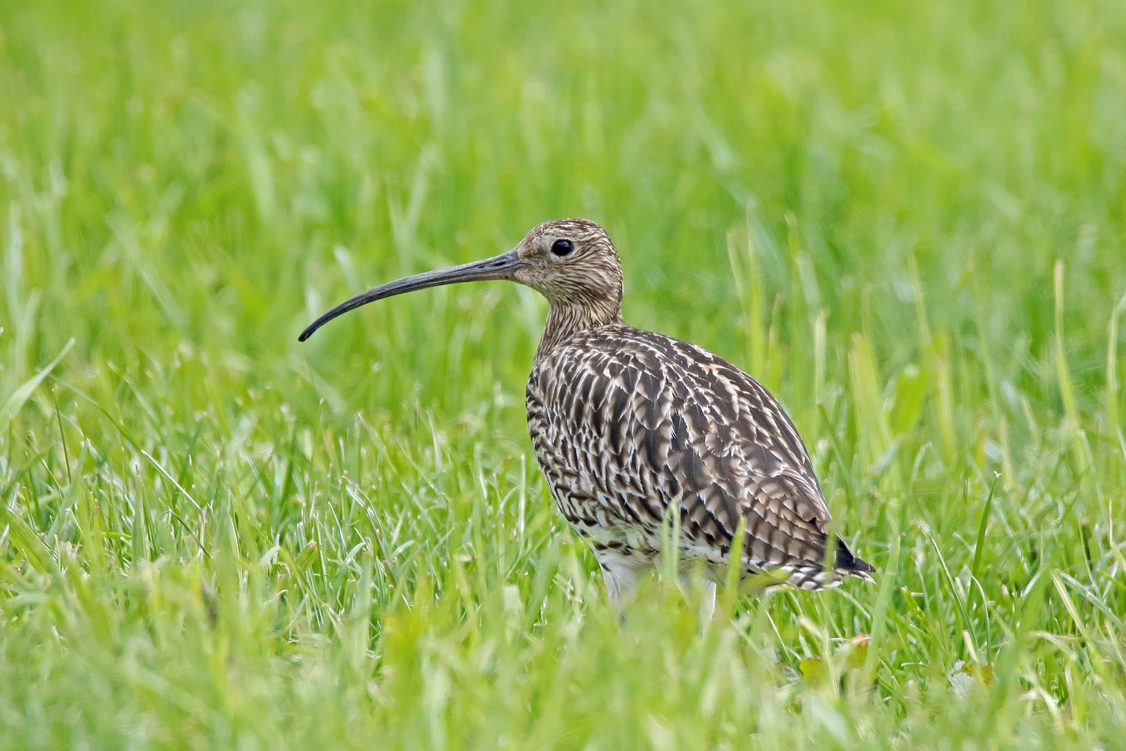 Großer Brachvogel