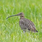 Großer Brachvogel