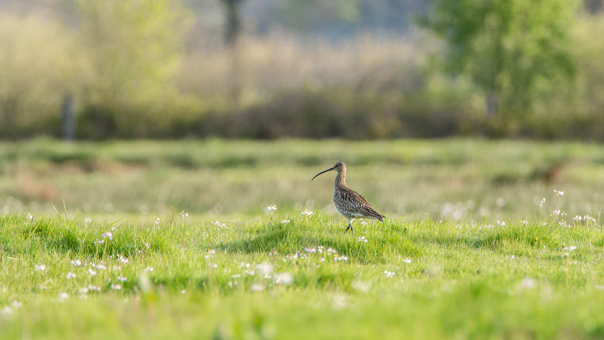 Großer Brachvogel