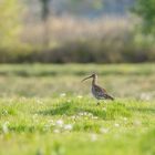 Großer Brachvogel