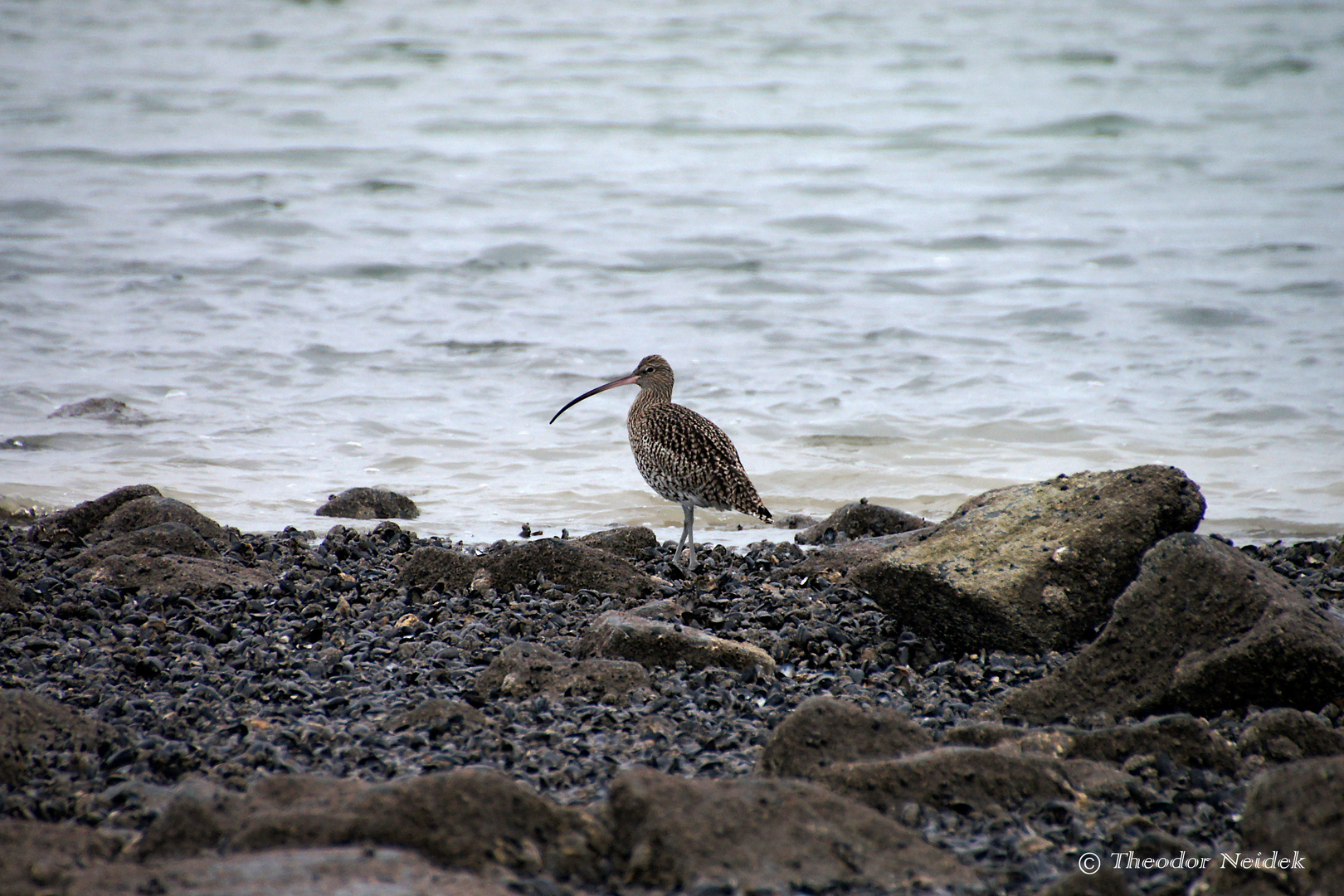 Großer Brachvogel