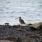 Großer Brachvogel