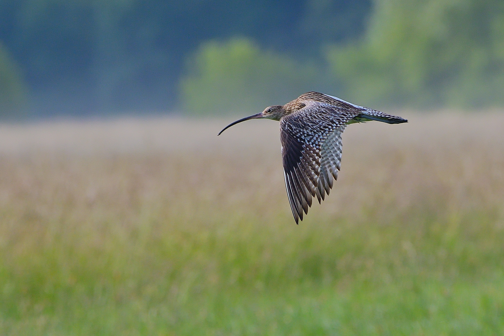 Großer Brachvogel