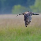 Großer Brachvogel