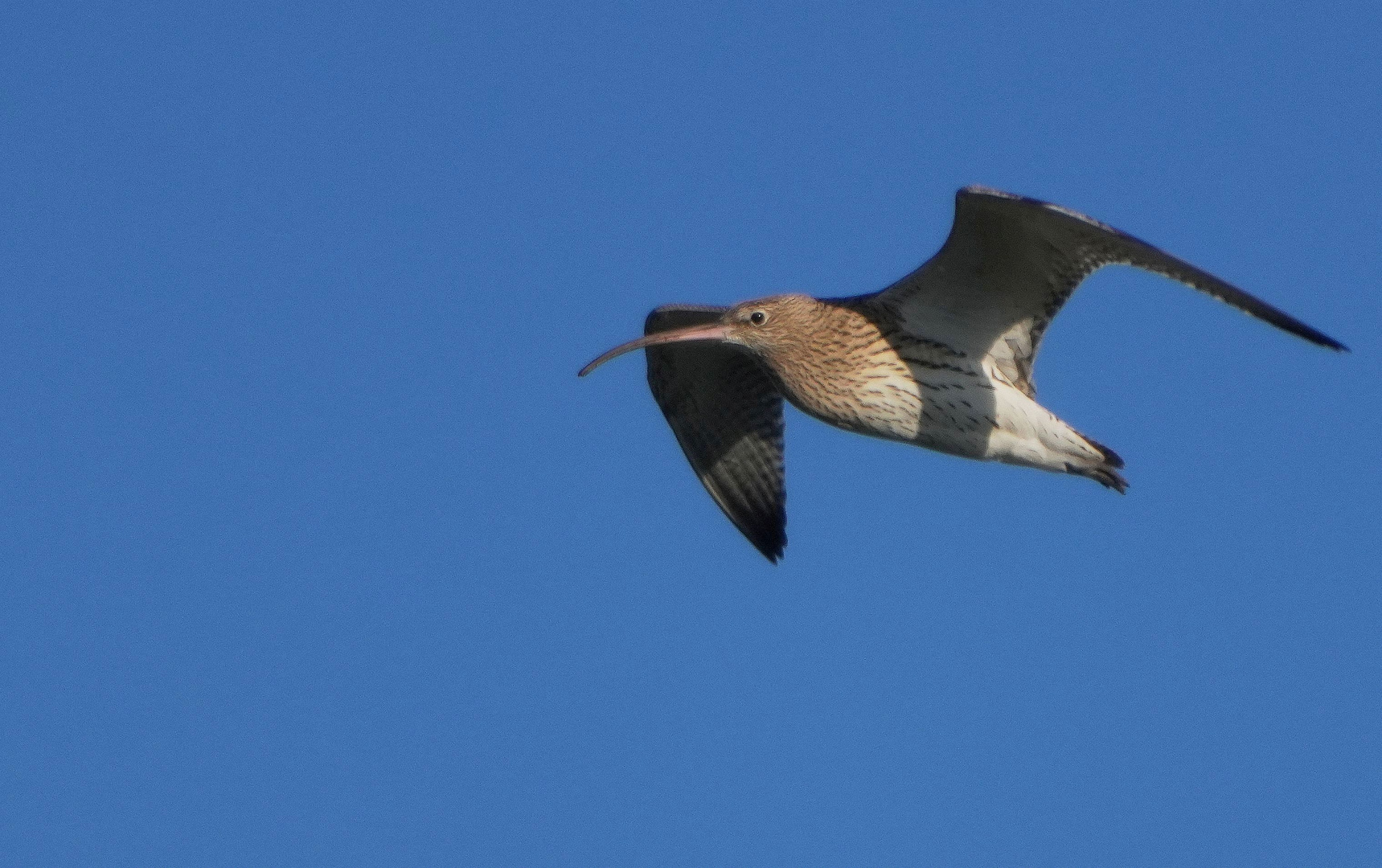 Großer Brachvogel.