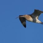 Großer Brachvogel.