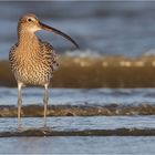 Grosser Brachvogel