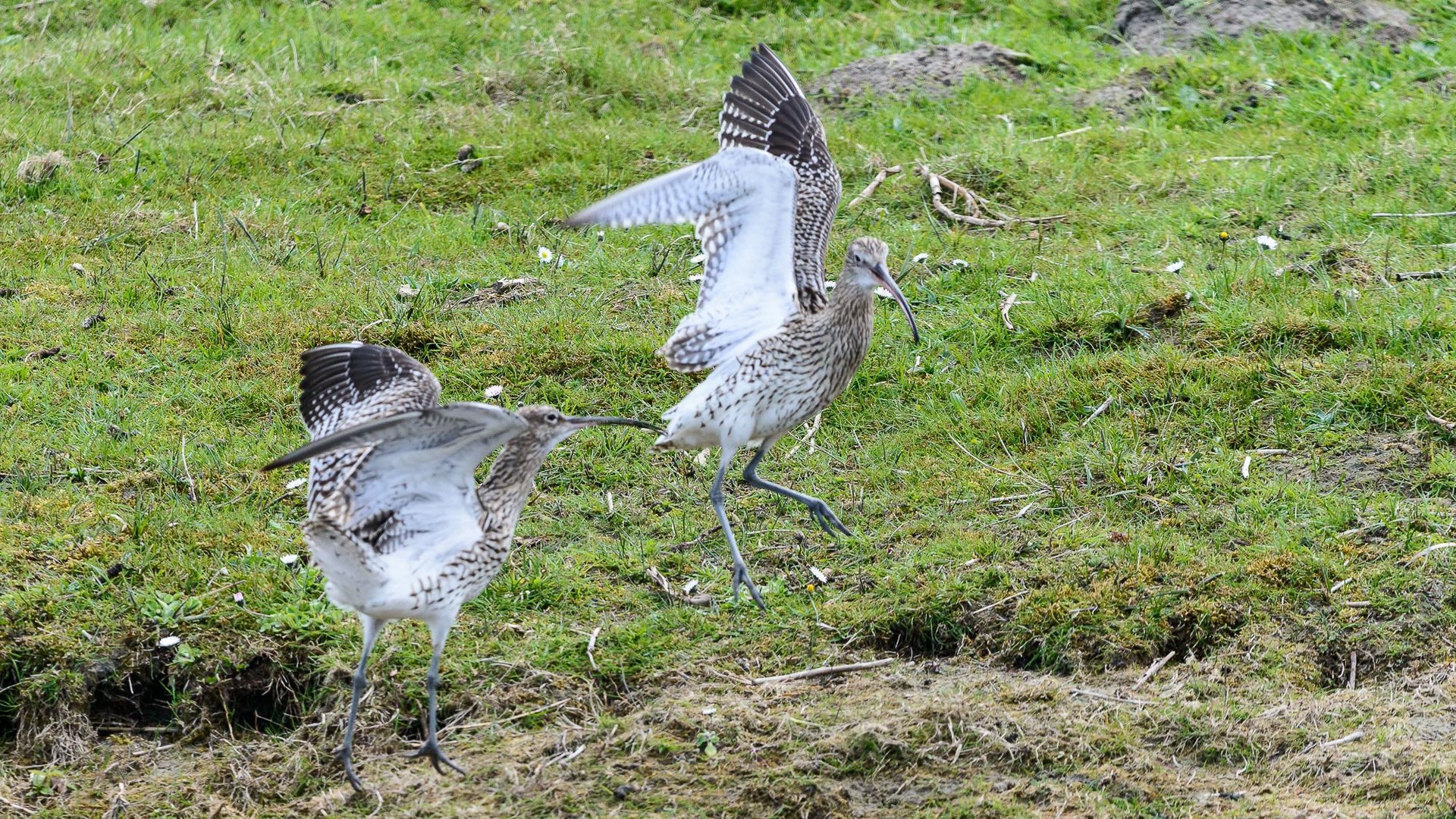 Großer Brachvogel