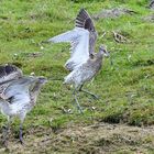 Großer Brachvogel