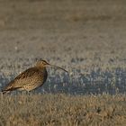 Großer Brachvogel