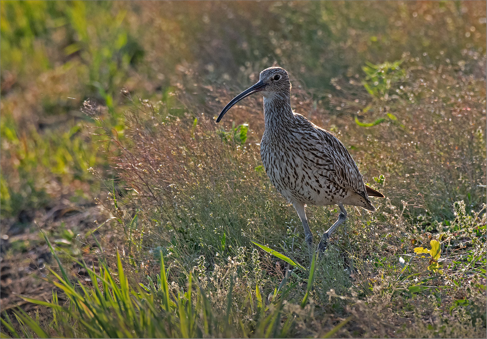 Großer Brachvogel   . . .