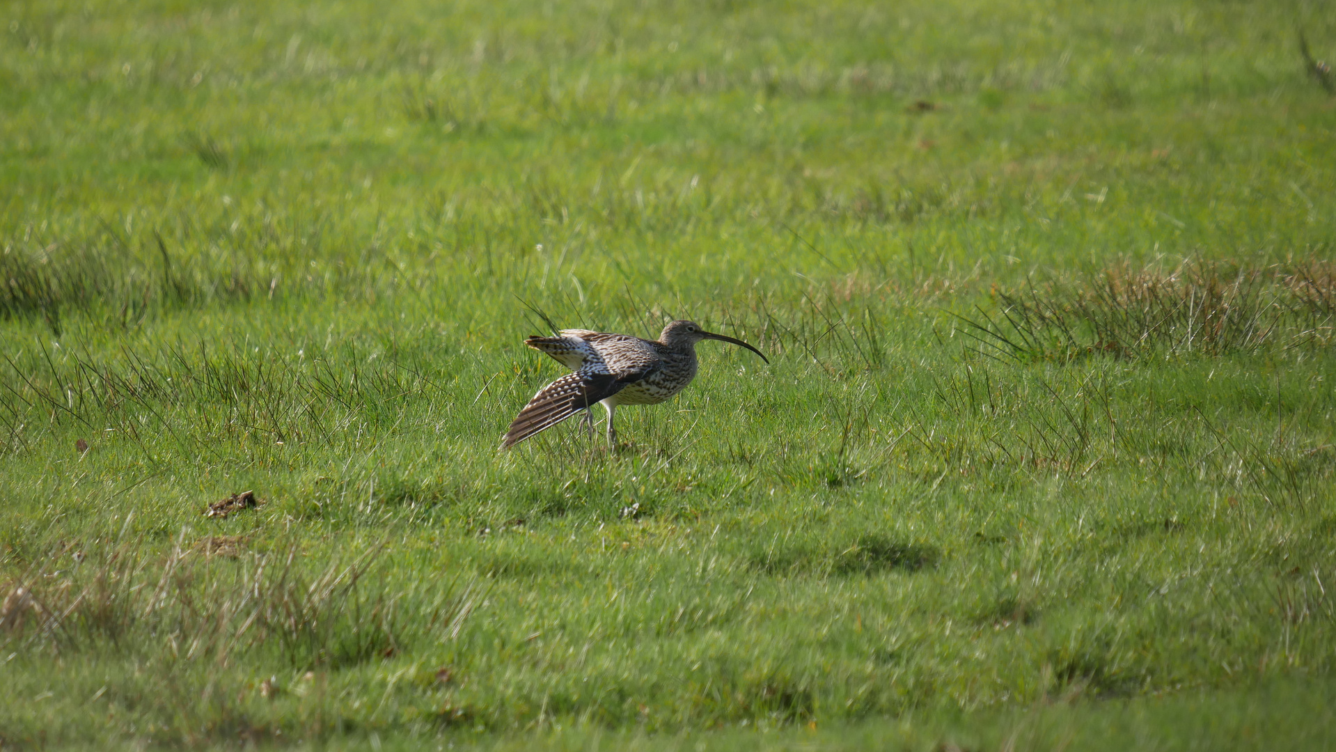 Großer Brachvogel