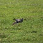 Großer Brachvogel