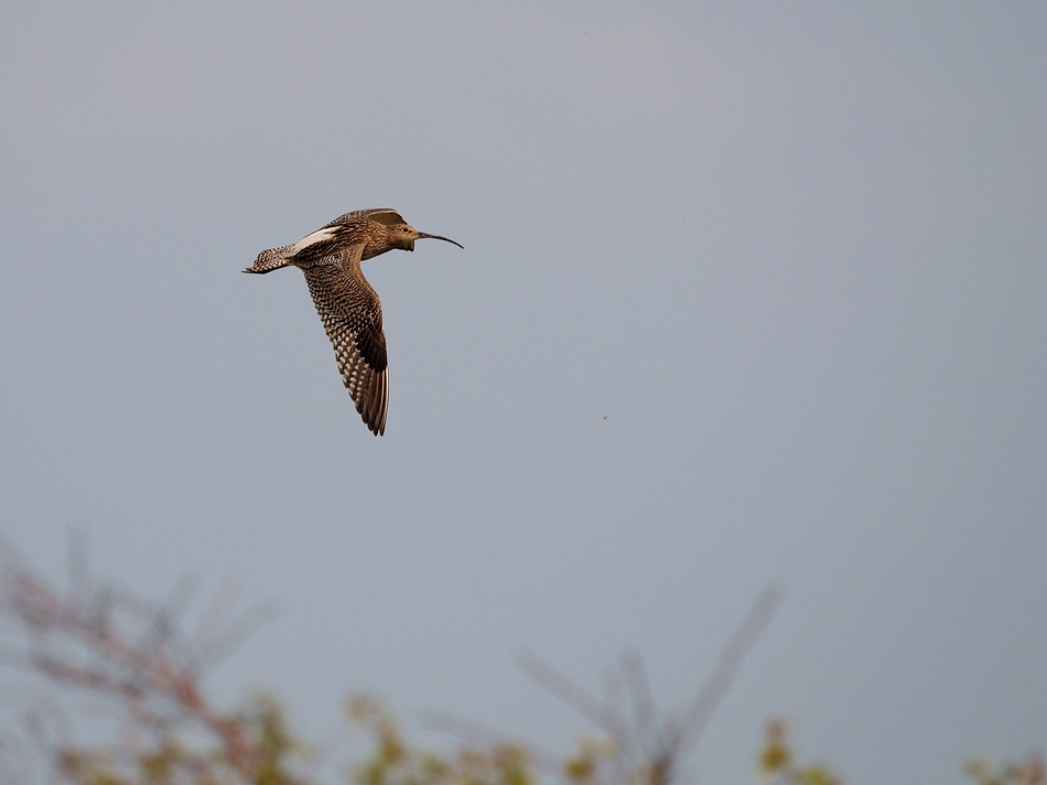 Großer Brachvogel