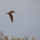 Großer Brachvogel