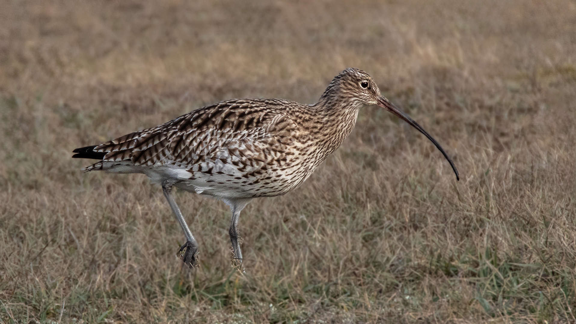 Großer Brachvogel