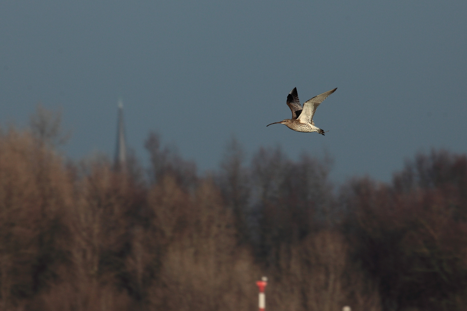 Großer Brachvogel