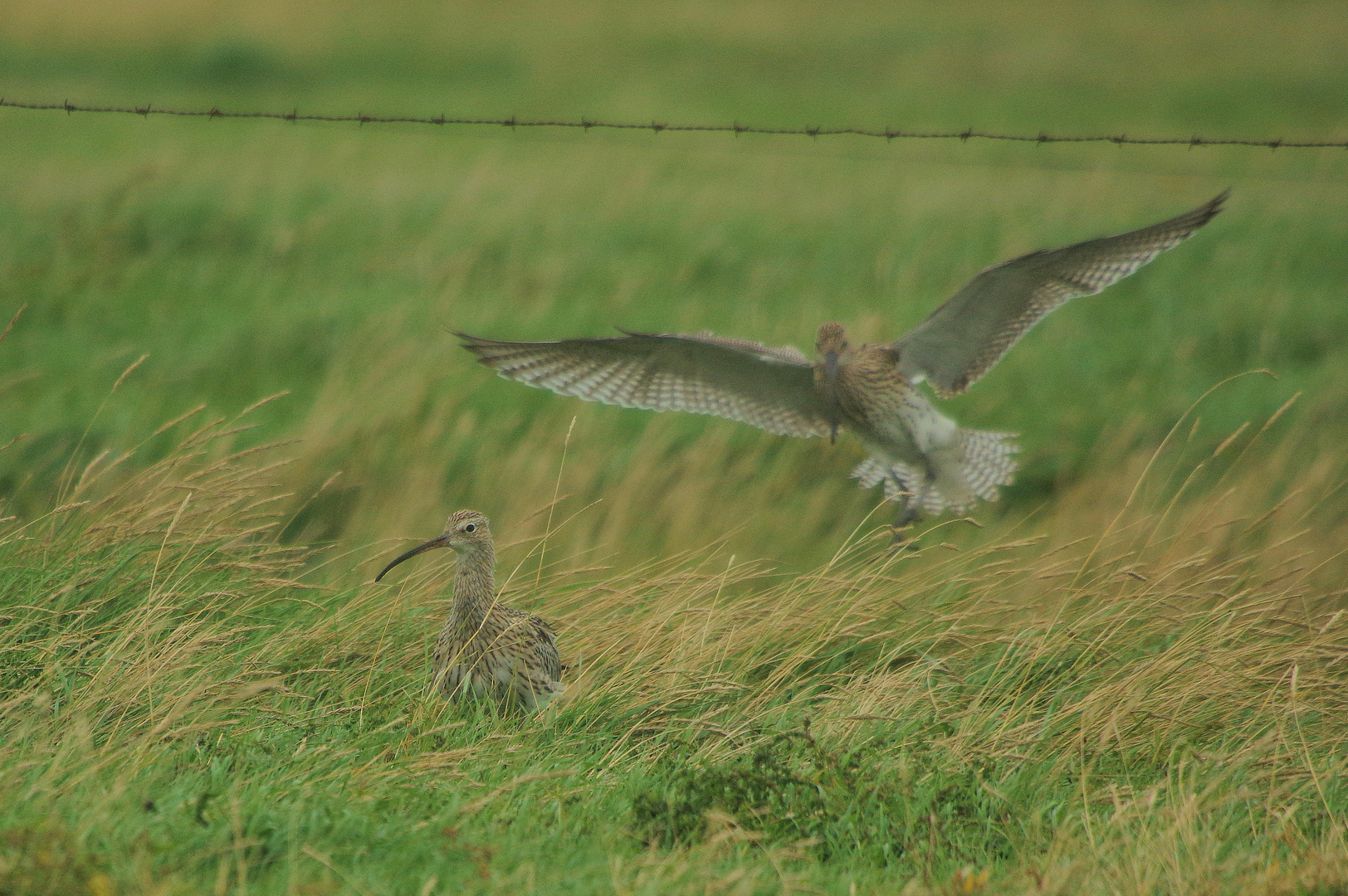 Großer Brachvogel, Hallig Langeneß 