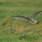 Großer Brachvogel, Hallig Langeneß 