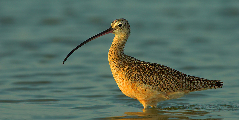 Großer Brachvogel im Abendlicht