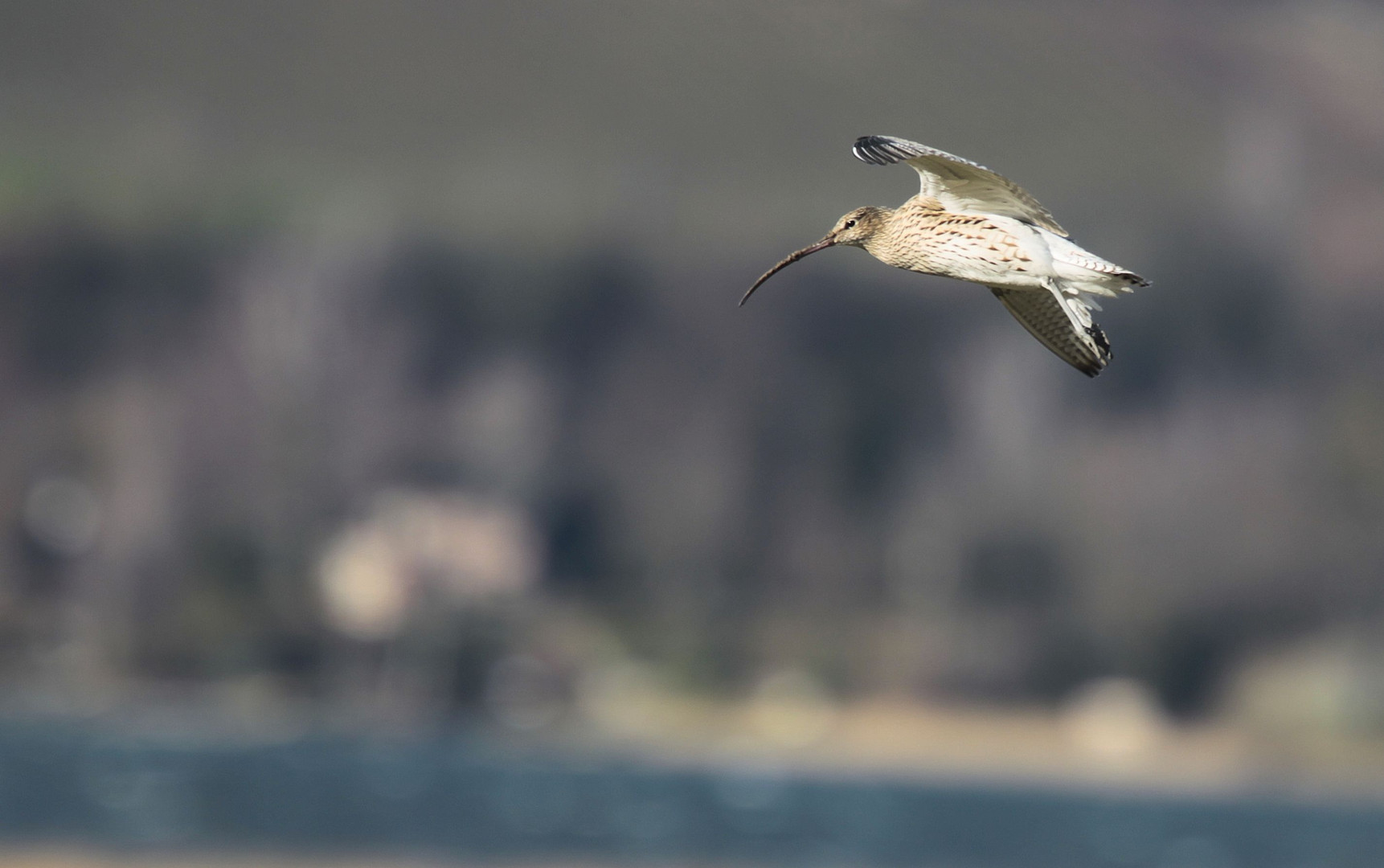 Grosser Brachvogel im Flug