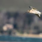 Grosser Brachvogel im Flug