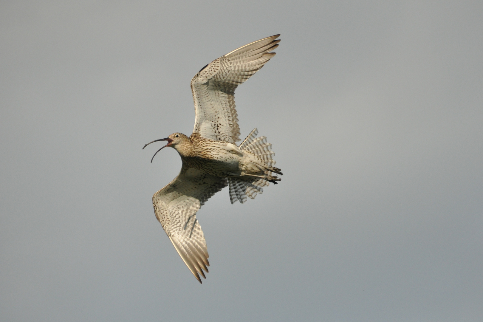 Großer Brachvogel im Flug